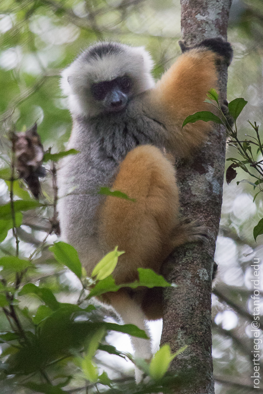 sifaka